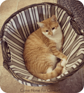 No one is happier to see an empty laundry basket than Peggy! Those dirty clothes get in the way of her nap time.