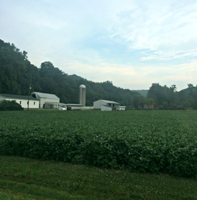soybean field farmland