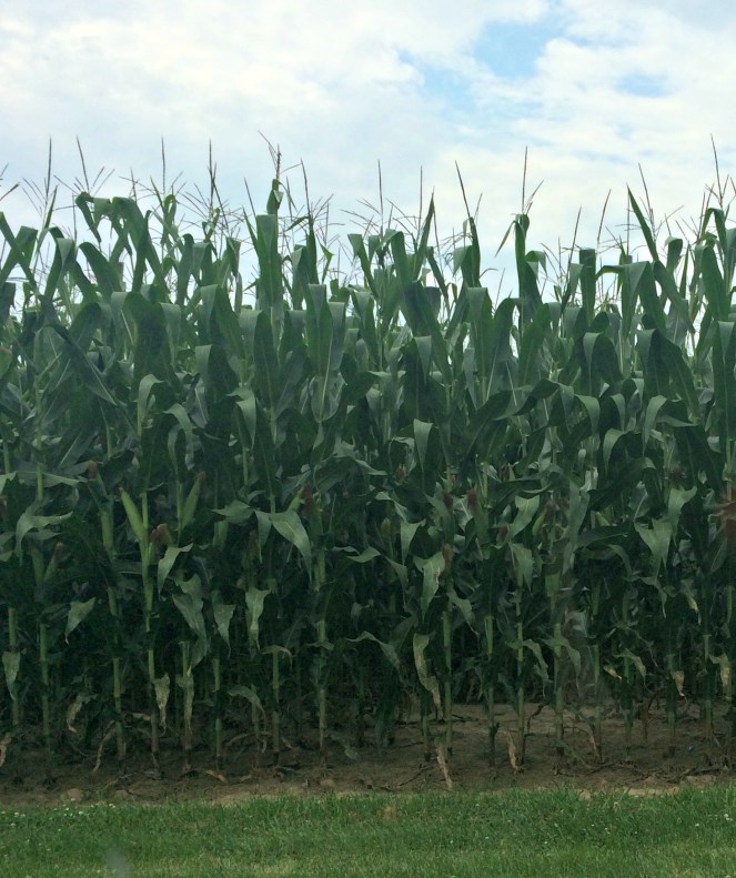 Theres more than corn in Indiana