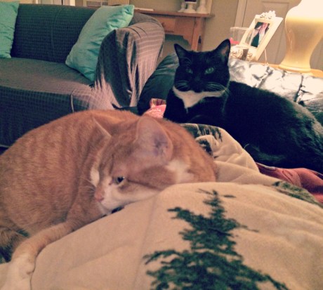 snuggle sesh with kitties