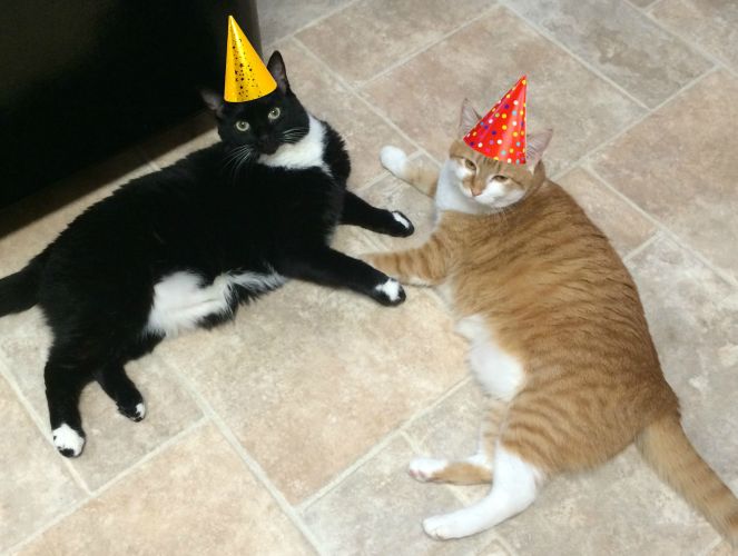 Birthday Kitties